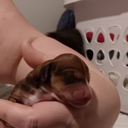 Pie girl - Cream female Dachshund puppy in Howell, Michigan from Em-Me's Royal 'n Loyal Dachshunds