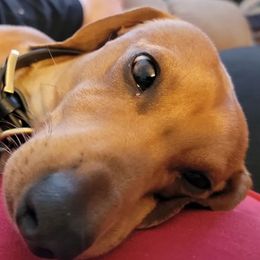 Peekaboo - Dachshund