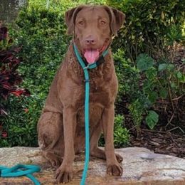 Chesapeake Bay Retriever puppies from North Flow Chesapeakes