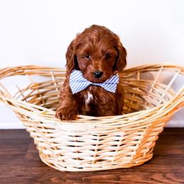 Michael - Red  male Goldendoodle puppy in Kissimmee, Florida from Poodle Doodle Kennels