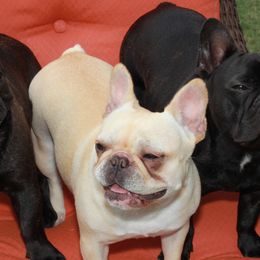 French Bulldogs from Dawn Oxford's Frenchies