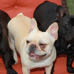 French Bulldogs from Dawn Oxford's Frenchies
