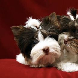 Biewer Terriers from BiewerFever