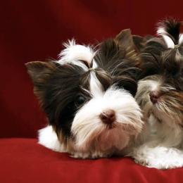 Biewer Terriers from BiewerFever