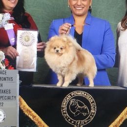 Pomeranian Puppies from Pardi Poms