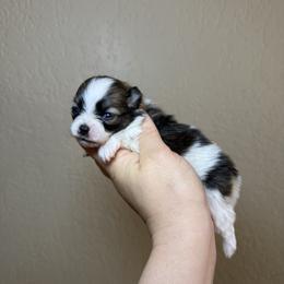 Lady - Orange parti female Pomeranian puppy in Phoenix, Arizona from Luxpomz