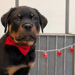 Rottweiler Puppies from Desert Sky