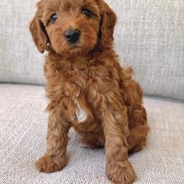 Robert - Red  male Goldendoodle puppy in Gig Harbor, Washington from Nuttall's Goldendoodles