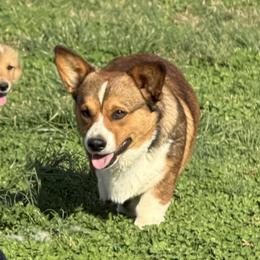 REED'S SHERIFF WOODY - Red male Pembroke Welsh Corgi puppy in Moulton, Alabama from Reed's Pembroke Corgi Welsh