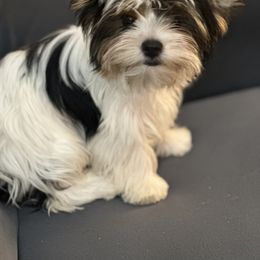 Biewer Terrier Puppies from Sweet Southern Puppies