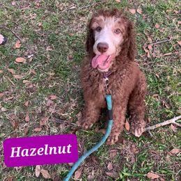 Hazelnut - Brown Poodle puppy in Lakeland, Florida from Elaine's Poodles