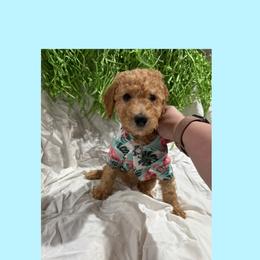 AKC Standard poodle Rapunzel - Apricot female Poodle puppy in Harrisburg, Arkansas from Ransone’s Ridge Runners Poodles and Doodles