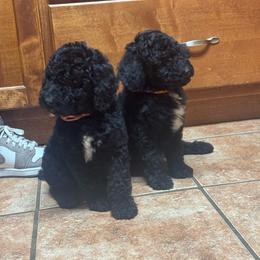 Girl 5 - Black female Poodle puppy in Bremen, Georgia from Kelley’s Poodle Patch