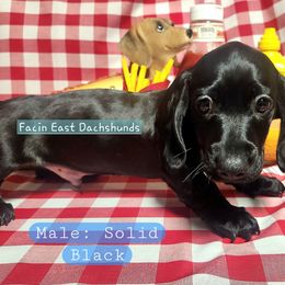 Dachshund Puppies from Facin East Dachshunds