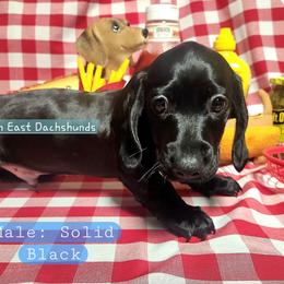 Dachshund Puppies from Facin East Dachshunds