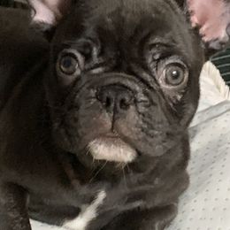 French Bulldog Puppies from Monarchy's Finest French Bulldogs