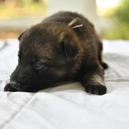 White - Sable female German Shepherd puppy in Louisburg, North Carolina from C6 Ranch & Shepherds