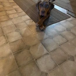 Catahoula Leopard Dog Puppies from ZM Catahoulas
