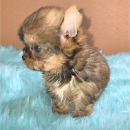 Boy 1 - Gold female Yorkshire Terrier puppy in Tempe, Arizona from Pooch Perfect Puppies