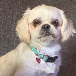 Bella - Shih Tzu