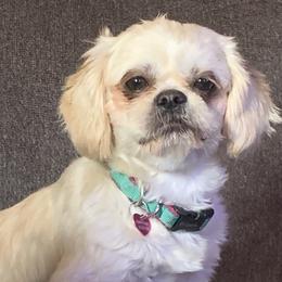 Bella - Shih Tzu