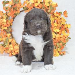Newfoundland Puppies from Newfforu
