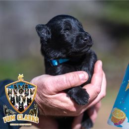 Dream Float - Black male German Shepherd puppy in Murrayville, Georgia from Vom Clark’s German Shepherds