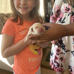 Labrador Retriever Puppies from Aiyer Brothers Labradors