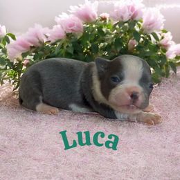Luca - Blue male Boston Terrier puppy in Galt, California from Monkey Biz Bostons
