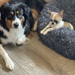 Chihuahuas and Cocker Spaniels from Keto Kennels