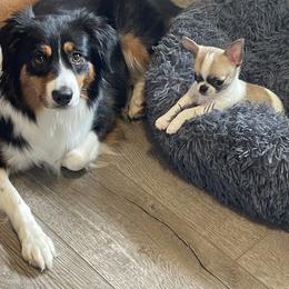 Chihuahuas and Cocker Spaniels from Keto Kennels