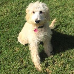 Goldendoodles from Tambre’s Fancy Homegrown Doodles