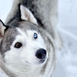 Georgia - Siberian Husky