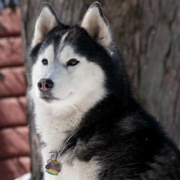 Siberian Huskies from Mountain Top Siberians