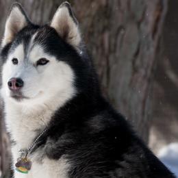 Siberian Huskies from Mountain Top Siberians