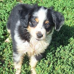 Luna - Blue merle female Miniature Australian Shepherd puppy in Fairview, South Dakota from Dakota Toy Aussies