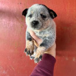Chase - Blue speckled male Australian Cattle Dog puppy in Cottage Grove, Oregon from Heirloom Ranch