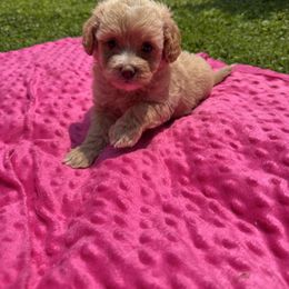 Tonya - Apricot female Maltipoo puppy in Lancaster, Kentucky from Dream Paws Puppies, LLC