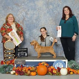 Basset Fauve de Bretagne and German Wirehaired Pointer Puppies from Afterhours German Wirehaired Pointers and Basset Fauve de Bretagne