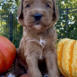 Australian Labradoodles from Taylor Creek Labradoodles