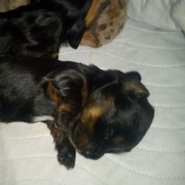 Black beauty - Dachshund puppy from Frank's Mini Doxies