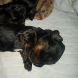 Black beauty - Dachshund puppy from Frank's Mini Doxies