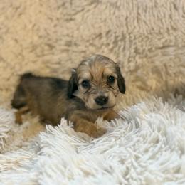 Dory - Cream female Dachshund puppy in Crystal, Michigan from Mare-bella Dachshunds
