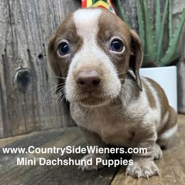 Dachshund puppies from CountrySide Wieners