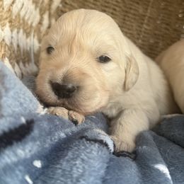 GTO - Light golden male Golden Retriever puppy in Watkins, Colorado from Brightside Goldens