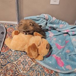 Pomeranian Puppies from Rebecca Mendoza