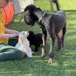 Goldendoodle Puppies from Arizona Doodles