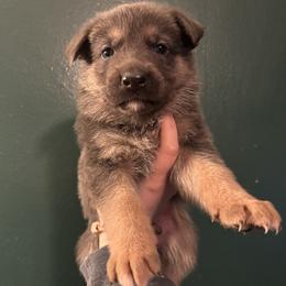 Benjii - Blue male German Shepherd puppy in Watervliet, Michigan from M&M Shepherd Farms
