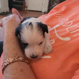 Minnie - Parti female Miniature Schnauzer puppy in Huron, Tennessee from Wilma's Paw-Paw Patch