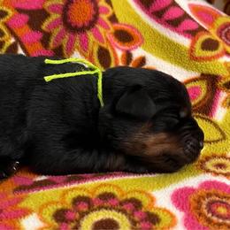 Gale - Black and mahogany female Rottweiler puppy in Crothersville, Indiana from The Solid Rock Kennel